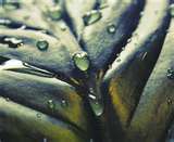 Salmos 126: SEMEANDO COM LÁGRIMAS